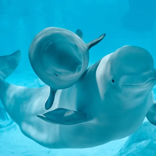 dos belugas en el acuario oceanografic