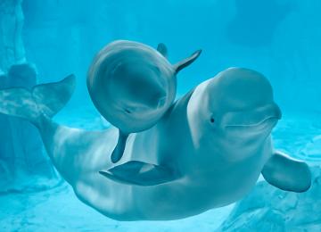 dos belugas en el acuario oceanografic