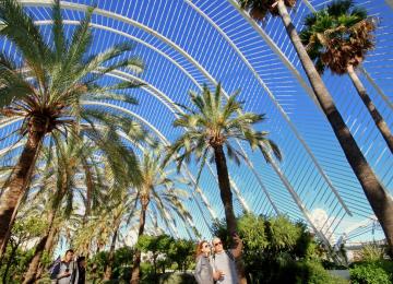 vista de las palmeras dentro de la terraza l'umbracle