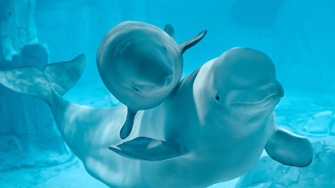 dos belugas en el acuario oceanografic