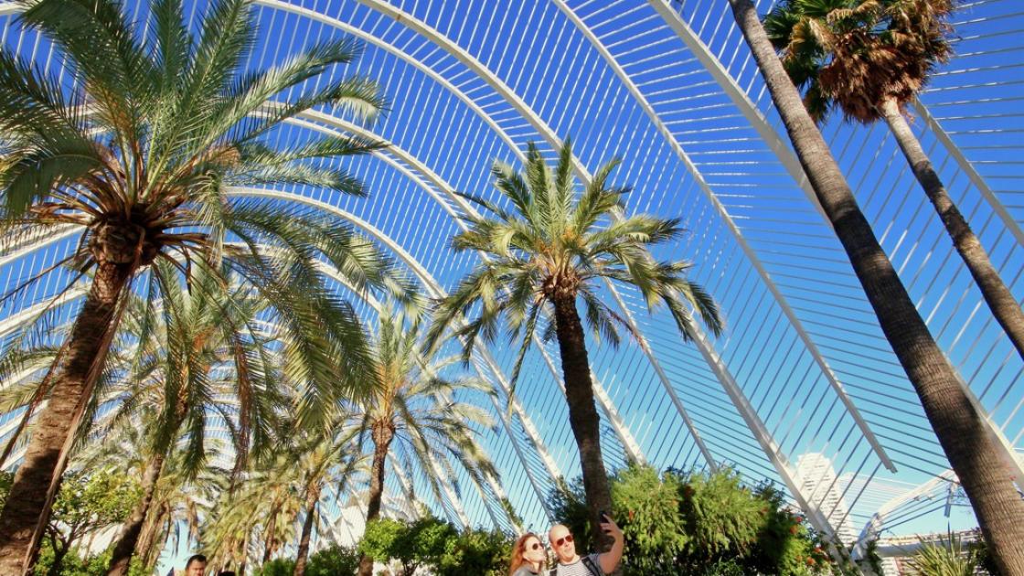 vista de las palmeras dentro de la terraza l'umbracle