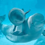 dos belugas en el acuario oceanografic