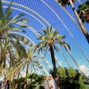 vista de las palmeras dentro de la terraza l'umbracle